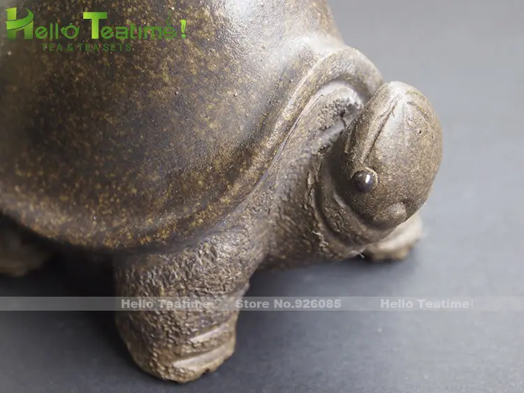 tortoise3