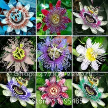 Passion Flower (Passiflora incarnata), 100pcs/bag Certified Pure Live Seed, True Native Seed plant for home & garden