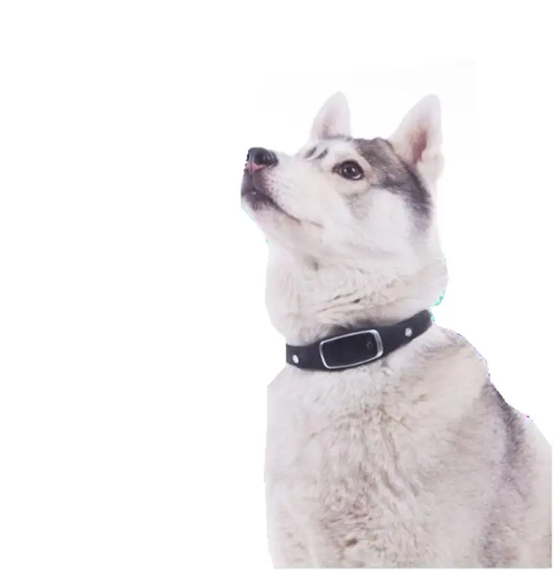 Waterproof Dog Cat Pets GPS Collar iOS Andriod APP Magnetic Charging Geofence GS