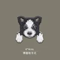 BORDER COLLIE
