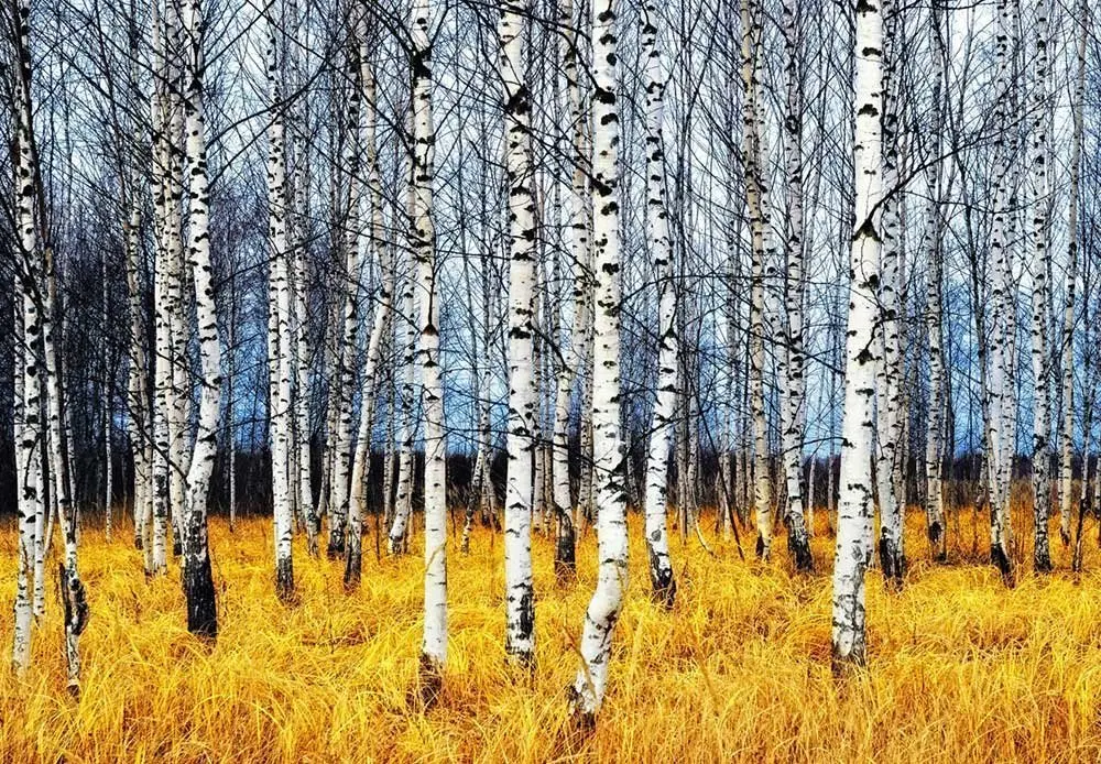 HTB1JCbePVXXXXaTXpXXq6xXFXXXz
