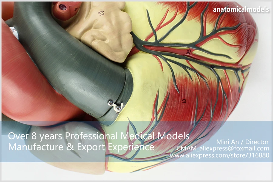 12485 cmam-heart09 пронумерованы человеческого сердца Анатомия w/3 части подвижный, Медицинские товары учебных анатомические модели