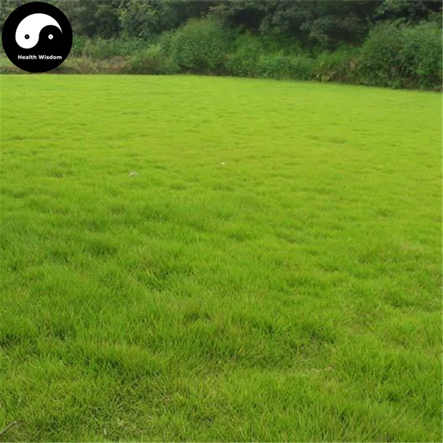 Buy Evergreen Soft Manilagrass Seeds 500pcs Plant Lawn Grass Zoysia