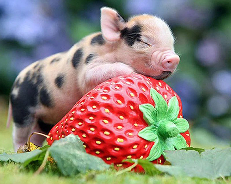 

A3224 Diamond Embroidery Home Decor Cross Stitch Pig 100% Resin Tool dril Painting Cross Stitch Mosaic Needlework