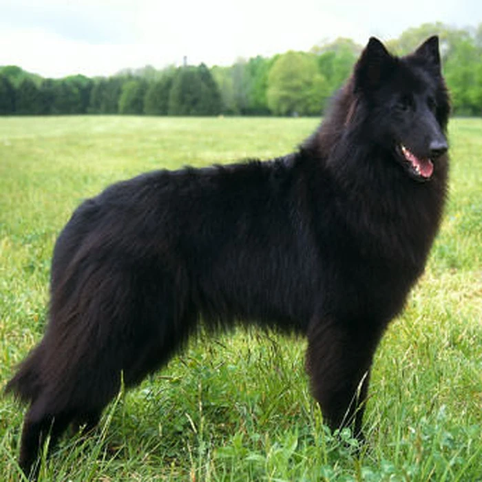 belgian-sheepdog