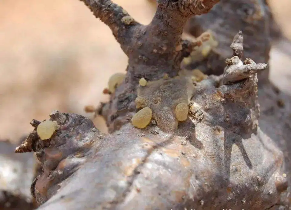 USDA и EC Сертифицированные Органические boswellia serrata экстракт 10:1