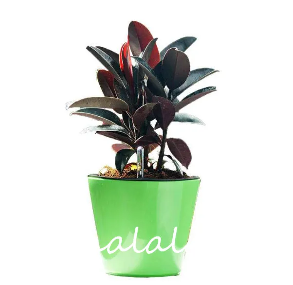 50 / Pack Rare Bonsai Ficus Elastica \ 50 / Pack Rare Bonsai Ficus Elastica \
