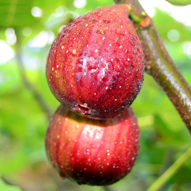 100pcs Very Delicious True Figs Plants Edible Fruit Bonsai Tohum Rare