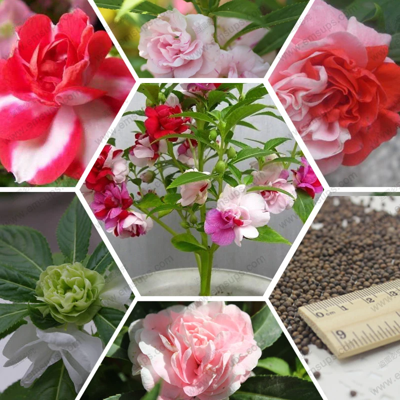 

50 pcs Impatiens Balsamina Bonsai Garden Balsam Bonsai Perennial Flower Bonsai Flower Bonsai For Home Garden decoration