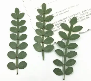 

120pcs Pressed Dried Flower Zanthoxylum piperitum Leaf Filler For Epoxy Resin Jewelry Making Postcard Frame Phone Case Craft DI