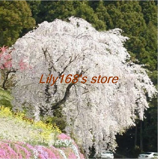 White fountain weeping cherry tree Bonsai,DIY Home Garden Dwarf Tree