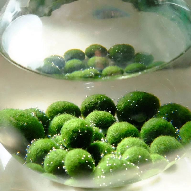

Aquarium Moss Balls Fish Aquarium Alive Fishes Plants Hrimp Aquarium Moss Ball Living Plant Decoration Habitat For Live Fish
