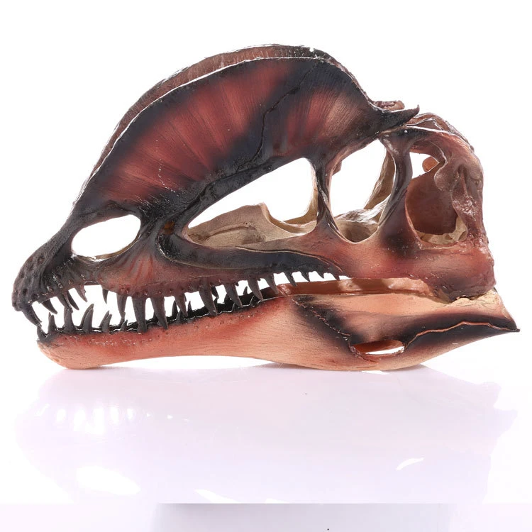 Dinosaur Dilophosaurus Skull Resin Fossil Model Collectibles Home Bar White