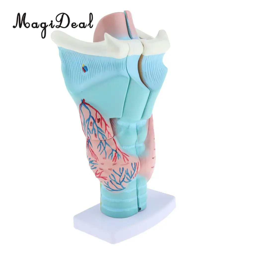 3x Magnified Human Larynx Anatomical Model Medical Anatomy Throat Model Lab Display, 3 Parts, Detachable
