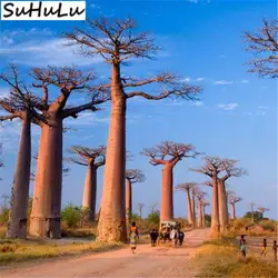 100 шт. высокое качество Baobab бонсай дерево Редкие Тропические экзотические растения садовый многолетник цветочный горшок красивый огромный