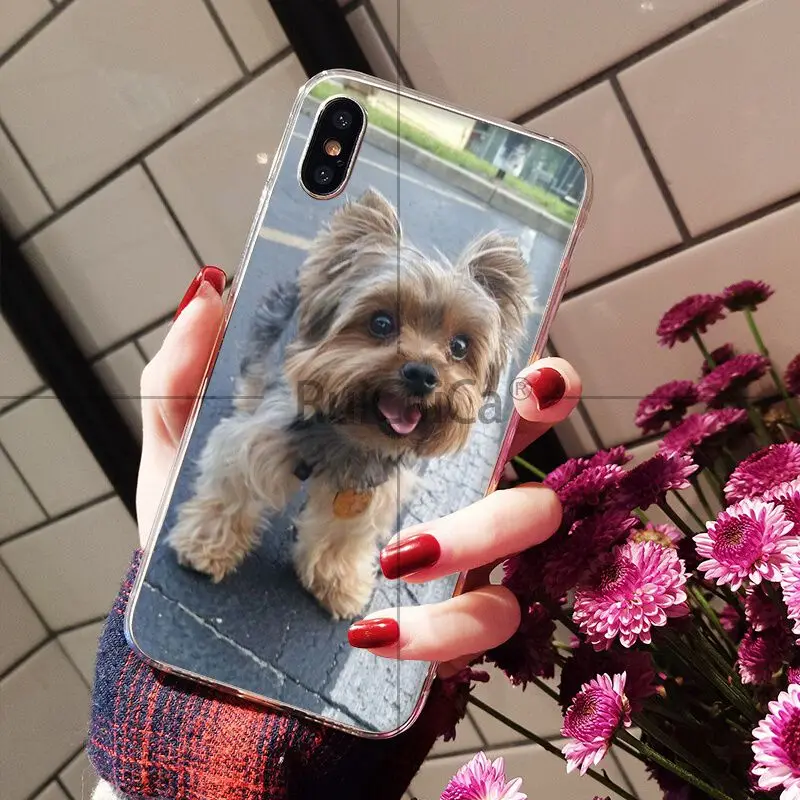 Yorkshire Terrier Dog