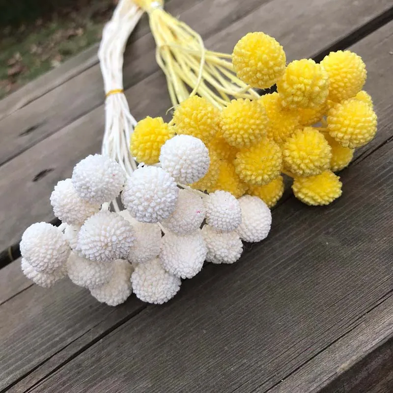 Краспедия Семена Купить