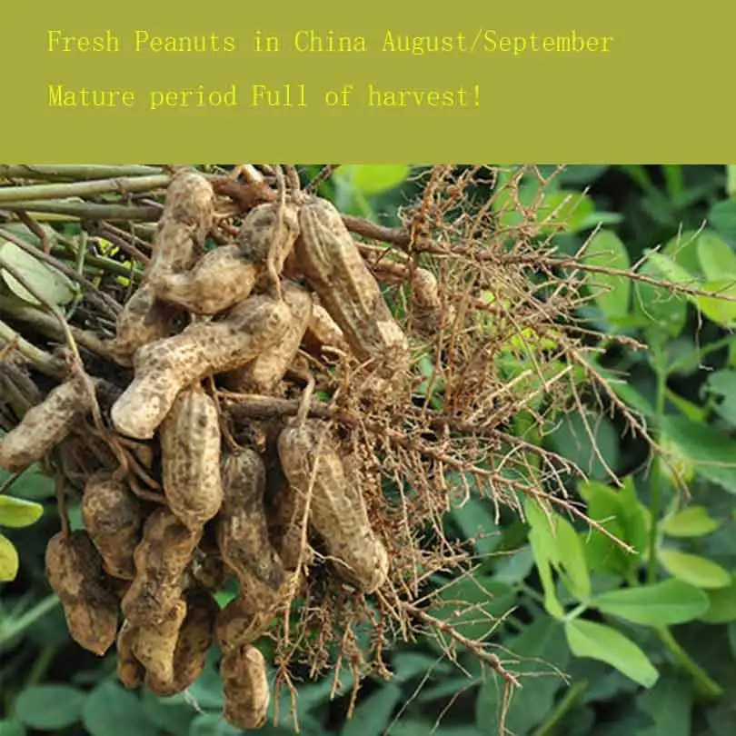 

2019 Bonsai Natural peanut Rare Organic Peanut Plants Home Garden Planting Groundnut Vegetables10pcs