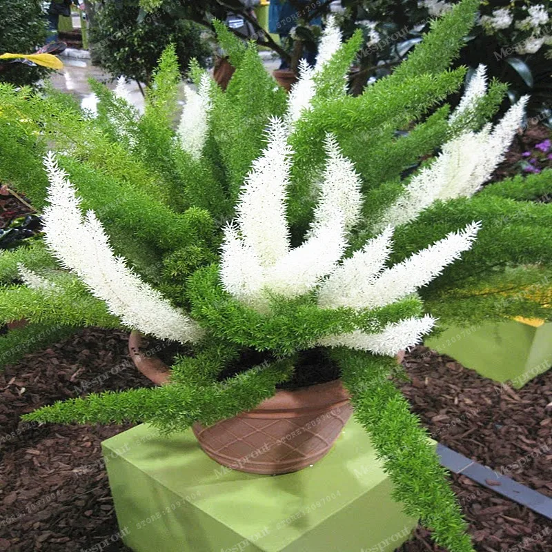 

Promotion 100 Pieces/pack Wu Bamboo Foxtail Bonsai Garden Winter Bonsai Plants A Rare Ornamental Plant For Indoor Potted Bonsai