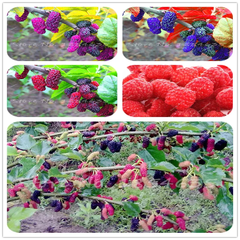 Buy 200 Pcs Blackberry Seeds Free Shipping