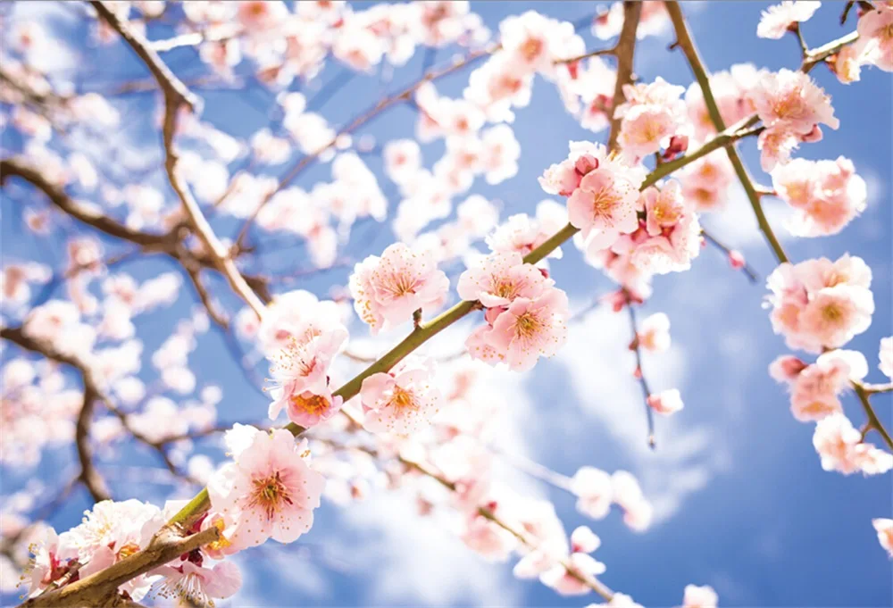 

Laeacco Spring Flowers Branches Scenic Photography Backgrounds Customized Digital Photographic Backdrops For Photo Studio
