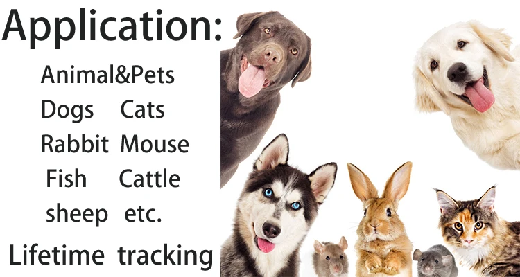 pré-carregamento tubo de vidro agulha para cão
