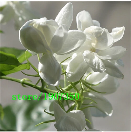 Online Buy Wholesale jasmine plant from China jasmine plant Wholesalers