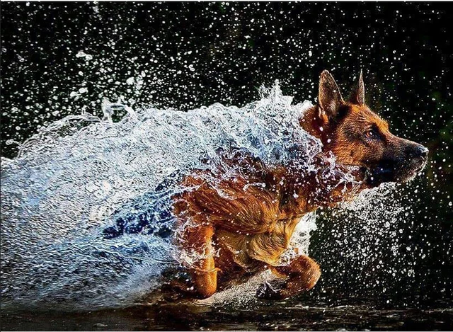 Бордер колли купается. Домашние животные. Гепард бегает. Короткая выдержка. +1 выдержка.