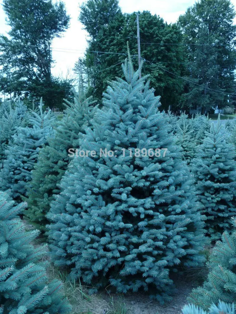 

30pcs / bag,Colorado Blue Spruce Picea Pungens Glauca Tree bonsai rare tree bonsai