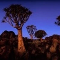 Namibia  Keetmanshoop  Quiver Tree  Kokerboomwoud Poster Print by Paul Souders (34 x 13)