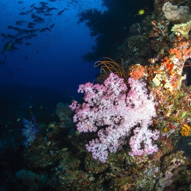 Soft coral seascape  Fiji Poster Print (23 x 34)