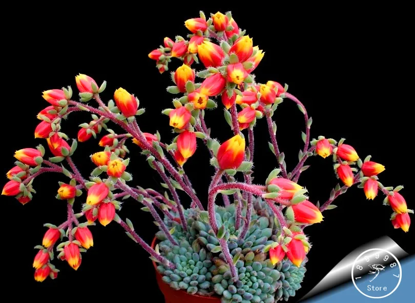 

New Fresh Bonsai 10pcs/Lot cactus Rebutia variety flowering color cacti rare cactus Garden office mini plant succulent,#1KQ893