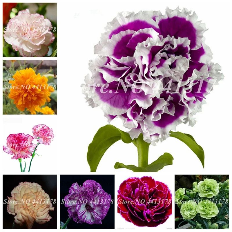 

200 pcs Hot Selling 24 Colors Carnation Plant Perennial Flowers Potted Garden Dianthus Caryophyllus Flower Planting Easy Grow