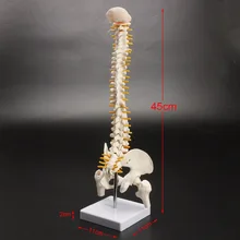 Squelette de la colonne vertébrale humaine 45cm, modèle de posture assise pour l'entraînement médical de rééducation, modèle de colonne vertébrale humaine