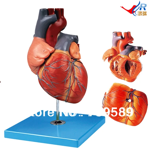 ISO Deluxe Jumbo Human Heart Model, Anatomical Heart modelin Medical