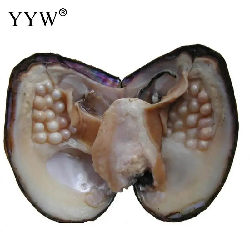 

Freshwater Vacuum-pack Oyster Wish Pearls, Pearl Mussel Shell with Pearl Inside, Different Color Pearl Mysterious Surprise Gift