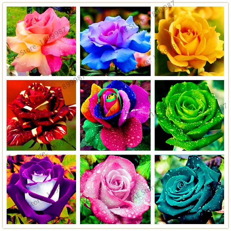 200 pcs Rare Holland Rainbow Rose Flower bonsai Home Garden Rare Flower plant 24 color rainbow Rose flores