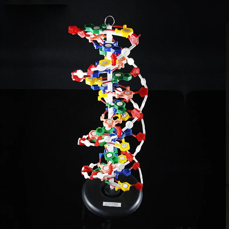 DNA двойная спираль модель с базовым генным биологическим вспомогательным оборудованием школы биологического обучения M-1191