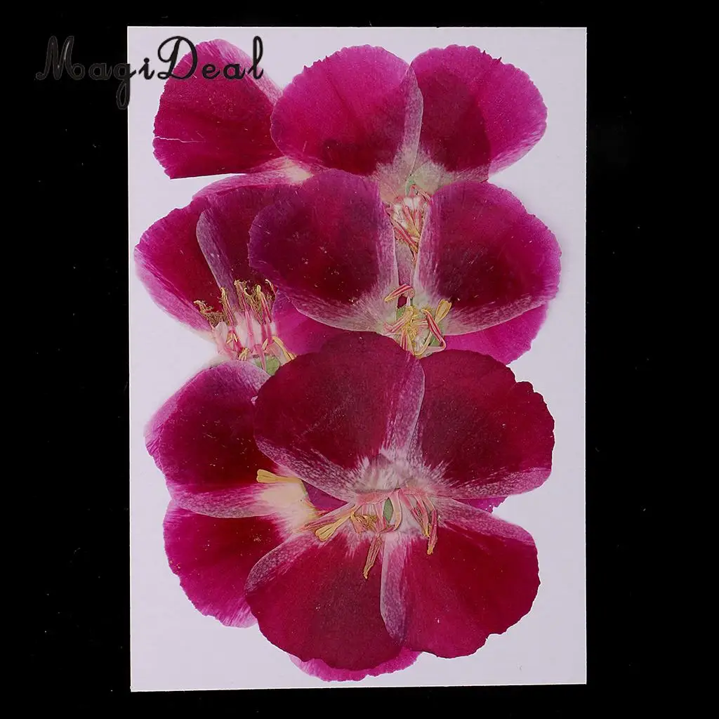 6x Natural Pressed Real Dried Flower Specimen for Jewelry Making Resin Casting DIY Craft Scrapbook Embellishment 4-7cm
