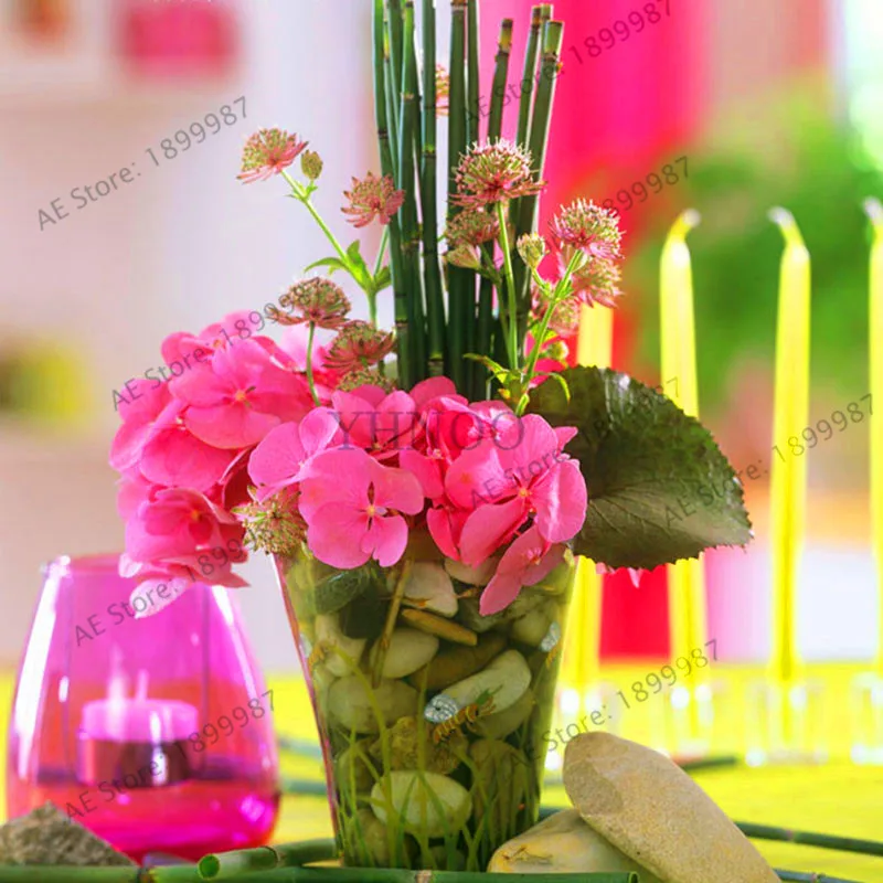 Be Grown Indoors Fresh Moso Bamboo Bonsai Tree Plants 60pcs Diy Home