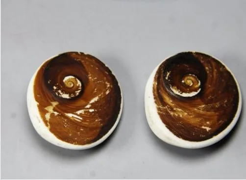 

natural shell fossil crystal