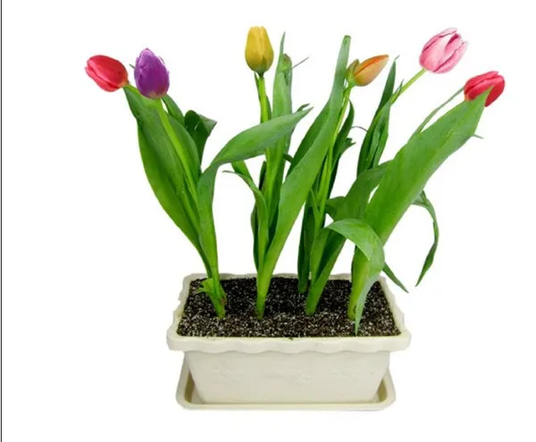 Yionloe 100pcs// Bag Rainbow Tulip Seeds Garden Flower Plant Flowers