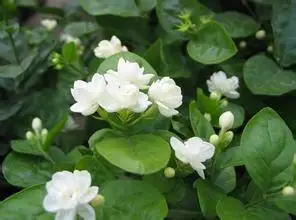 Compare Prices On Jasmine White Flowers Online Ping Low Jasmine Flower Seeds 50pcs Pack White Fragrant Plant Arabian