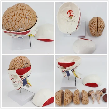 

skull model with muscle coloring skulls 8 parts brain anatomy head model