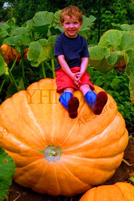 

Genuine!Professional Packing Giant Pumpkin bonsai Very Heavy Atlantic Giant Pumpkin Melon garden Organic Vegetable plant - 20 pc