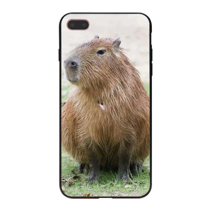 MaiYaCa Animal Funny Capybara Специальное предложение Роскошный чехол для телефона iPhone 8 7 6 6S Plus X XS XR XSMax 5 5S SE Coque Shell - Цвет: 5