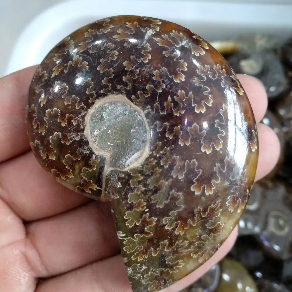 1 шт. 80 г весь настоящий аммонит fossil conch crystal с лечебным действием образцы | Дом и