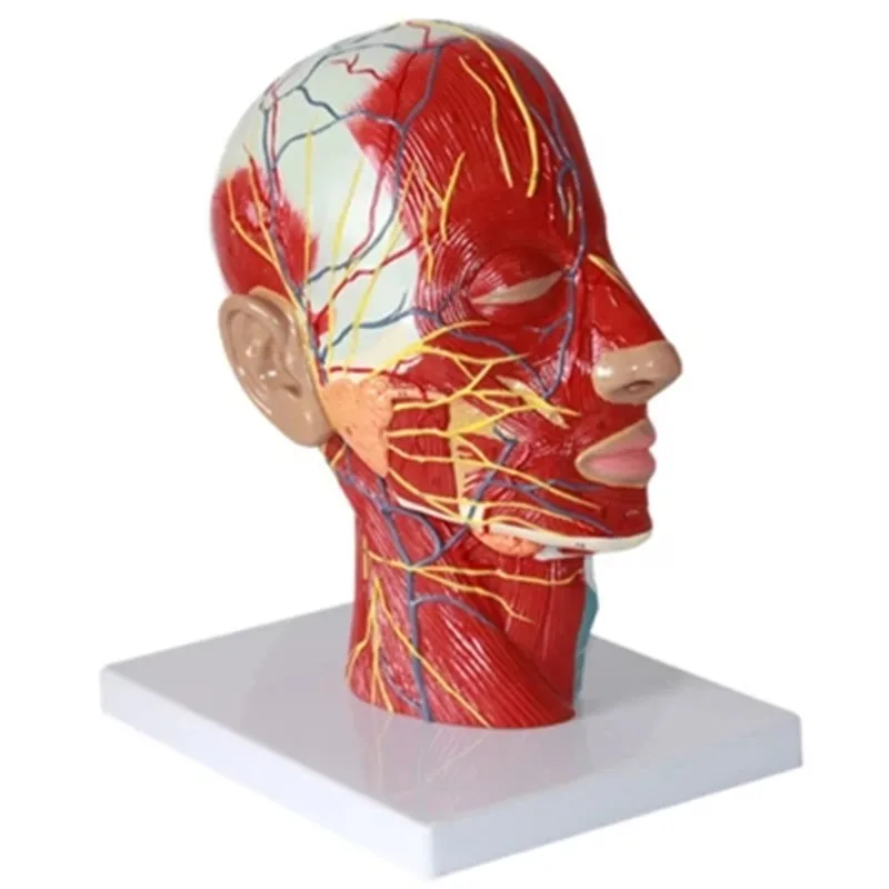 

Economic Half head with Vessels Model,Anatomical Head Model with Brain,Nerves,Vascular Muscles and Vessels