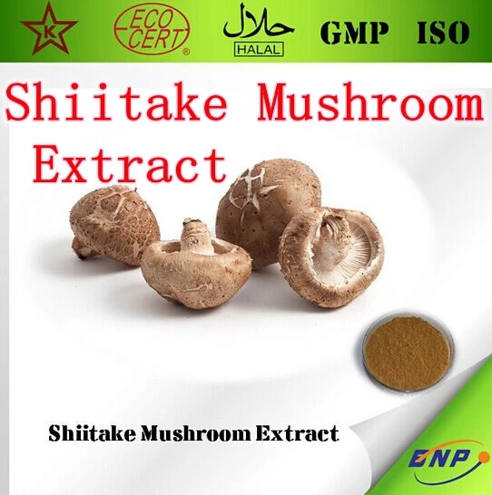 250gram 100 Nature Shiitake Mushroom Extract Powder Lentinula Edodes