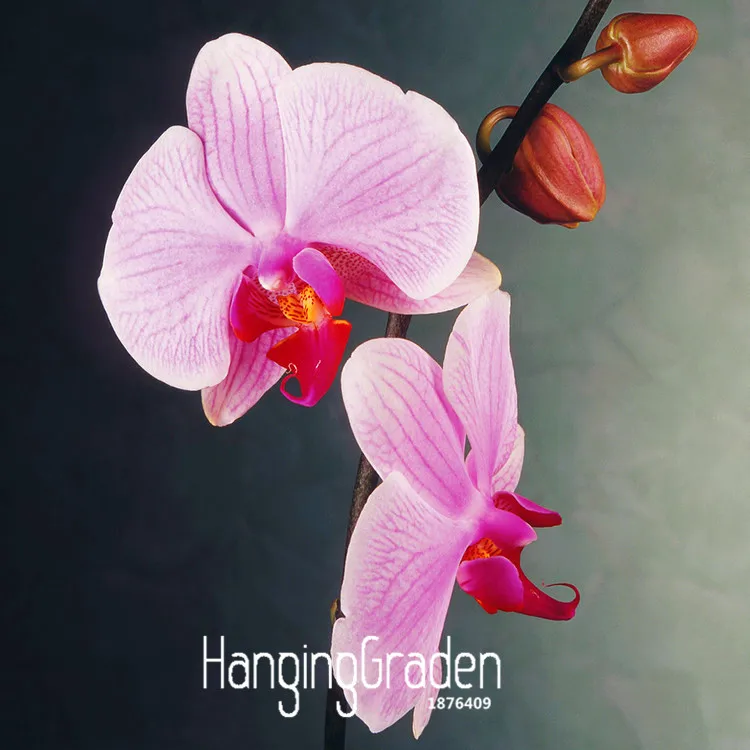 Новое поступление! 100 Флорес/партия розовый фаленопсис сад в горшках Комнатные цветы бонсай четыре сезона Орхидея растения,# RUHXNB